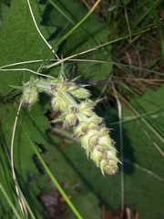 Salvia sclareoides