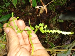 Asplenium dissectum