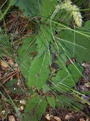 Salvia sclareoides