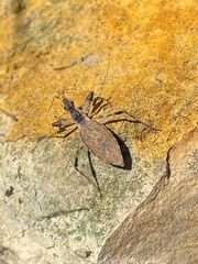 Oncocephalus acutangulus