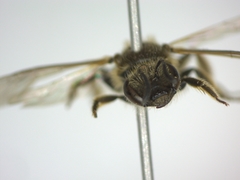 Lasioglossum