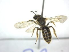 Lasioglossum