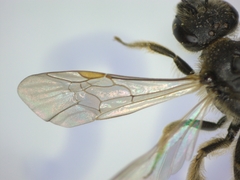 Lasioglossum