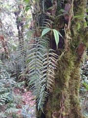 Asplenium cuspidatum