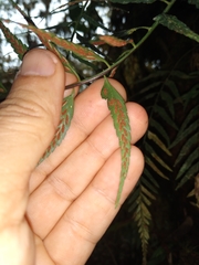 Asplenium cuspidatum