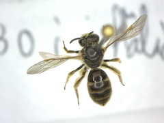 Lasioglossum