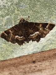 Hymenia perspectalis image