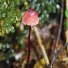 Mycena toyerlaricola