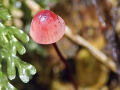 Mycena toyerlaricola
