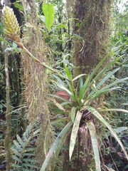 Guzmania coriostachya