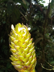 Guzmania coriostachya