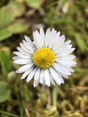 Bellis perennis