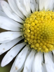 Bellis perennis