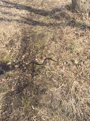 Natrix natrix