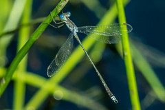 Lestes tridens