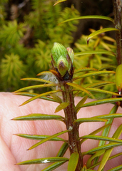 Podocarpus acutifolius