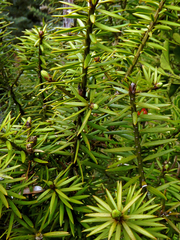 Podocarpus acutifolius