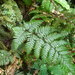 Lastreopsis hispida - Photo 由 Colin Meurk 所上傳的 (c) Colin Meurk，保留部份權利CC BY-SA