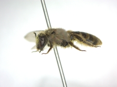 Lasioglossum