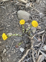 Tussilago farfara