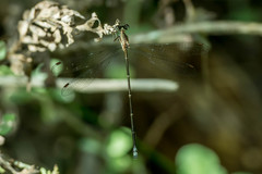 Ecchlorolestes nylephtha