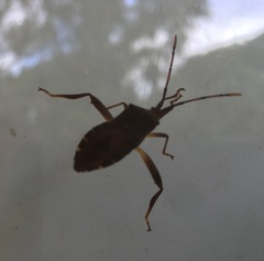 Amorbini