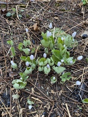 Sanguinaria canadensis