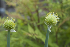 Allium altaicum
