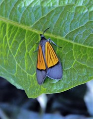 Scea gigantea