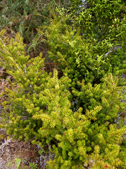 Podocarpus acutifolius