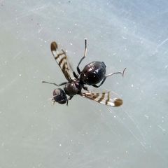 Rivellia syngenesiae