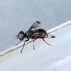 Rivellia syngenesiae