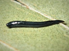 Kontikia ventrolineata