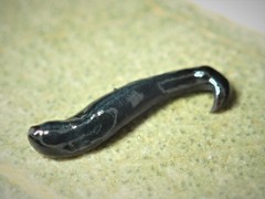 Kontikia ventrolineata