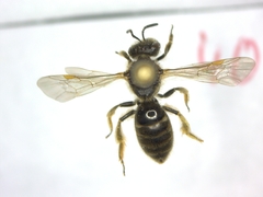 Lasioglossum