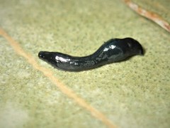 Kontikia ventrolineata