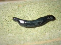 Kontikia ventrolineata