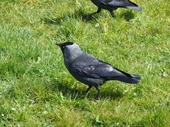 Corvus monedula