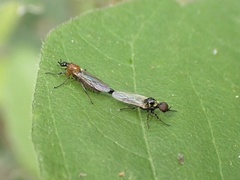 Dilophus tibialis breviceps