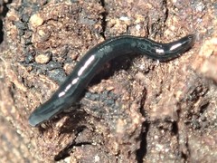 Kontikia ventrolineata