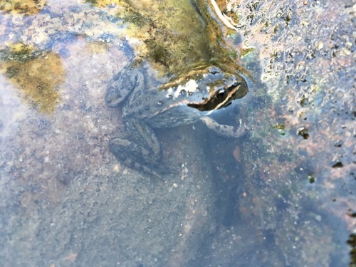 Rana luteiventris