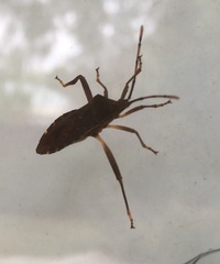 Amorbini