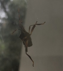 Amorbini