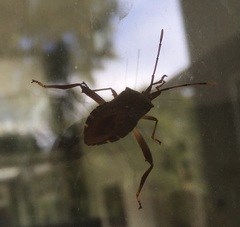 Amorbini