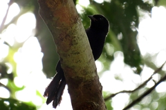 Lampropsar tanagrinus