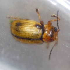 Cryptocephalus pusillus