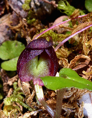 Corybas obscurus