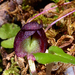 Corybas obscurus - Photo no rights reserved, uploaded by Peter de Lange