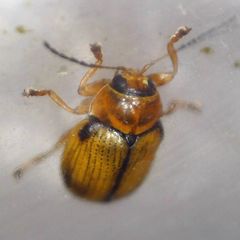 Cryptocephalus pusillus