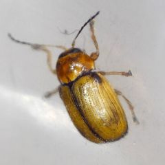 Cryptocephalus pusillus